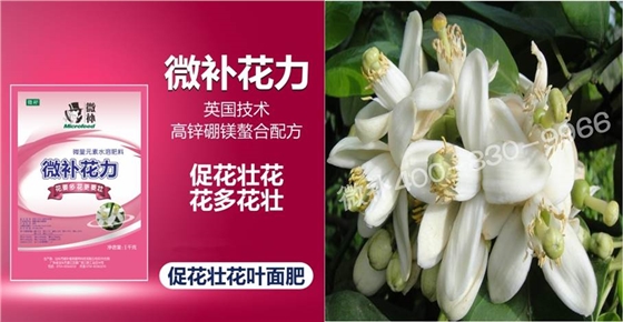 蜜柚促花壯花除了補(bǔ)磷還需要補(bǔ)硼鋅？