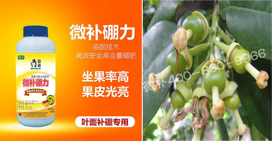 蜜柚促花壯花除了補(bǔ)磷還需要補(bǔ)硼鋅？