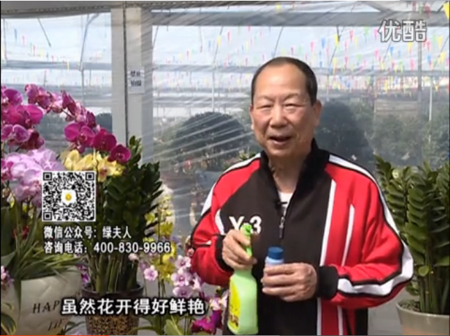 20160314珠江臺(tái)搖錢(qián)樹(shù)：家種鮮花、鮮切花，用綠夫人600度鮮花液?；ㄆG、花期長(zhǎng)