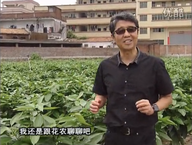 20160606珠江臺(tái)搖錢(qián)樹(shù)：觀葉植物用微補(bǔ)方案，壯根提長(zhǎng)、保葉抗病好！