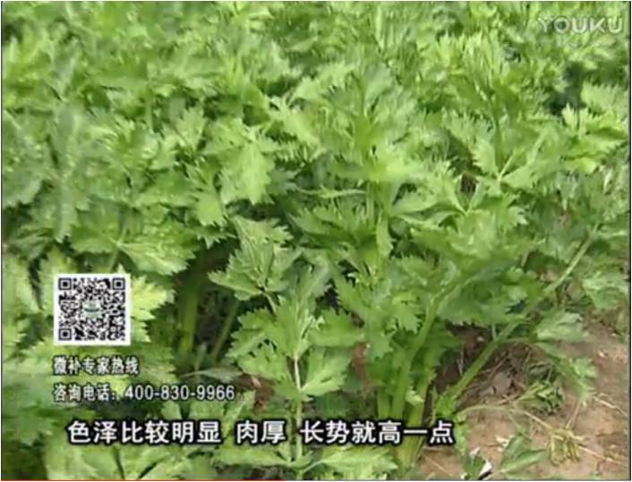 20170109珠江臺搖錢樹：葉菜如何種？長勢好又高產(chǎn)！