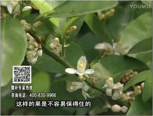 20170313珠江臺搖錢樹：柑橘淋沖微補根力鈣+精力，噴微補花力+硼力，來花健壯，預(yù)防減少弱花畸形花