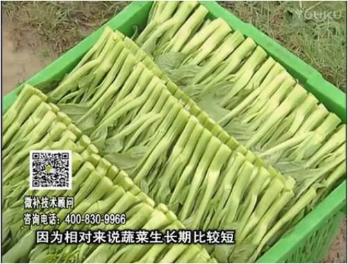 20170306珠江臺搖錢樹：蔬菜澆施微補根力鈣+精力，提高蔬菜長勢，減少病害，提高收益