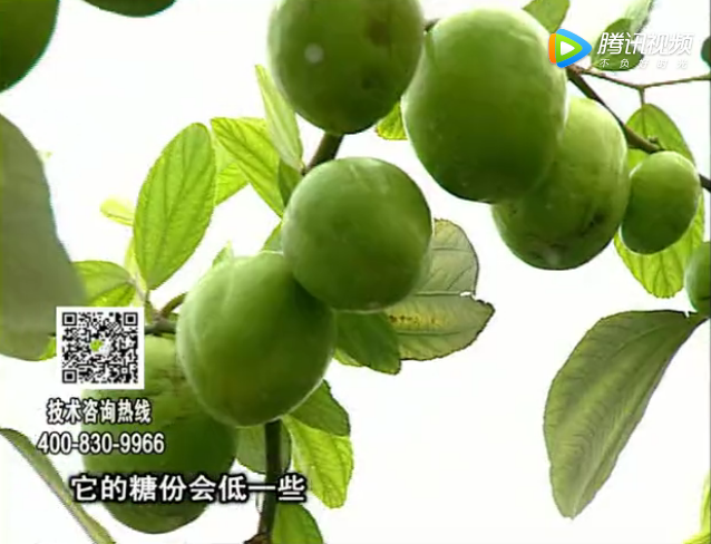 20171204珠江臺(tái)搖錢(qián)樹(shù)：青棗膨果增甜如何做？